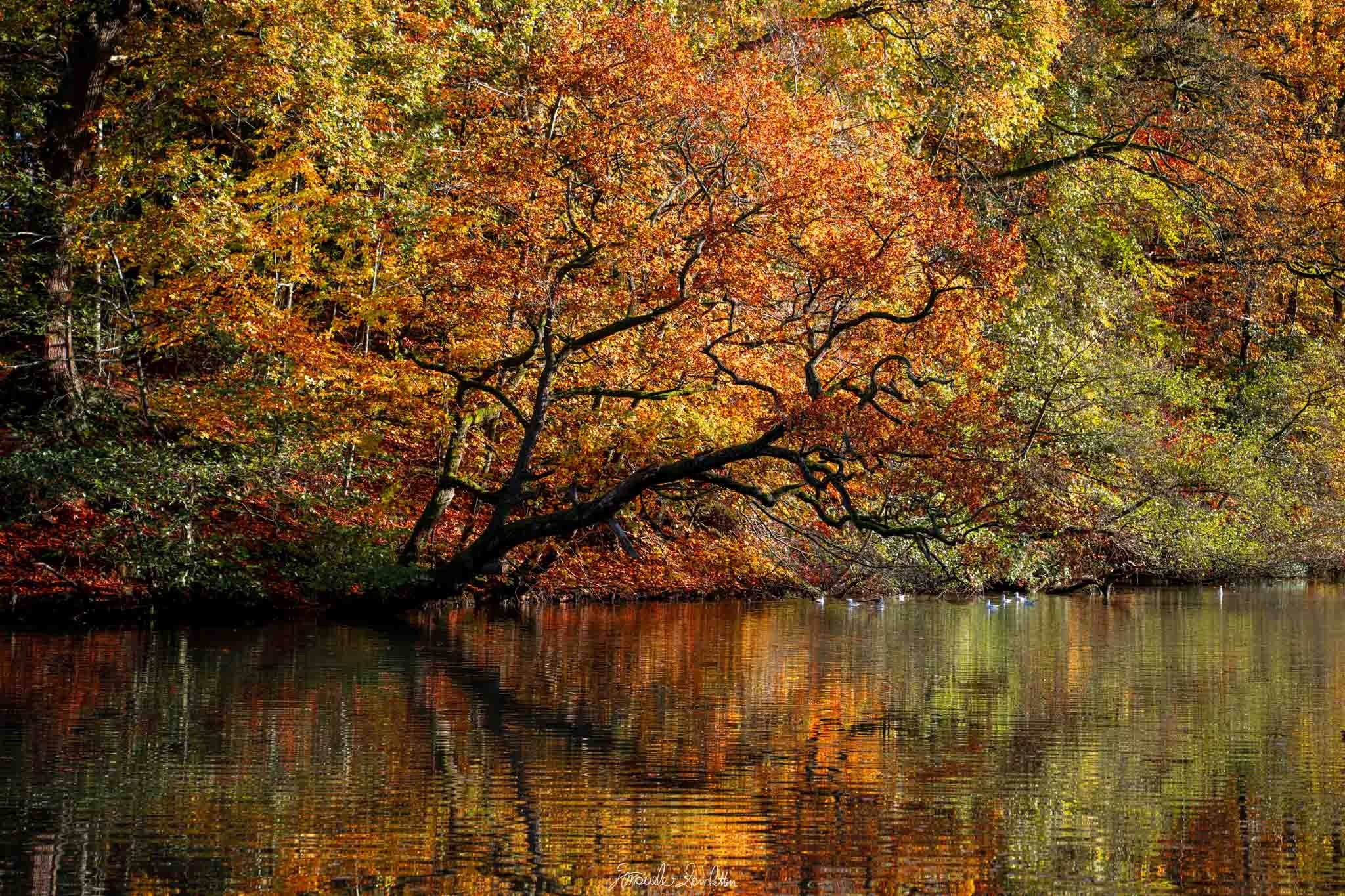 Foglie dorate e arancioni su un albero dai rami ampi, riflesse nell’acqua