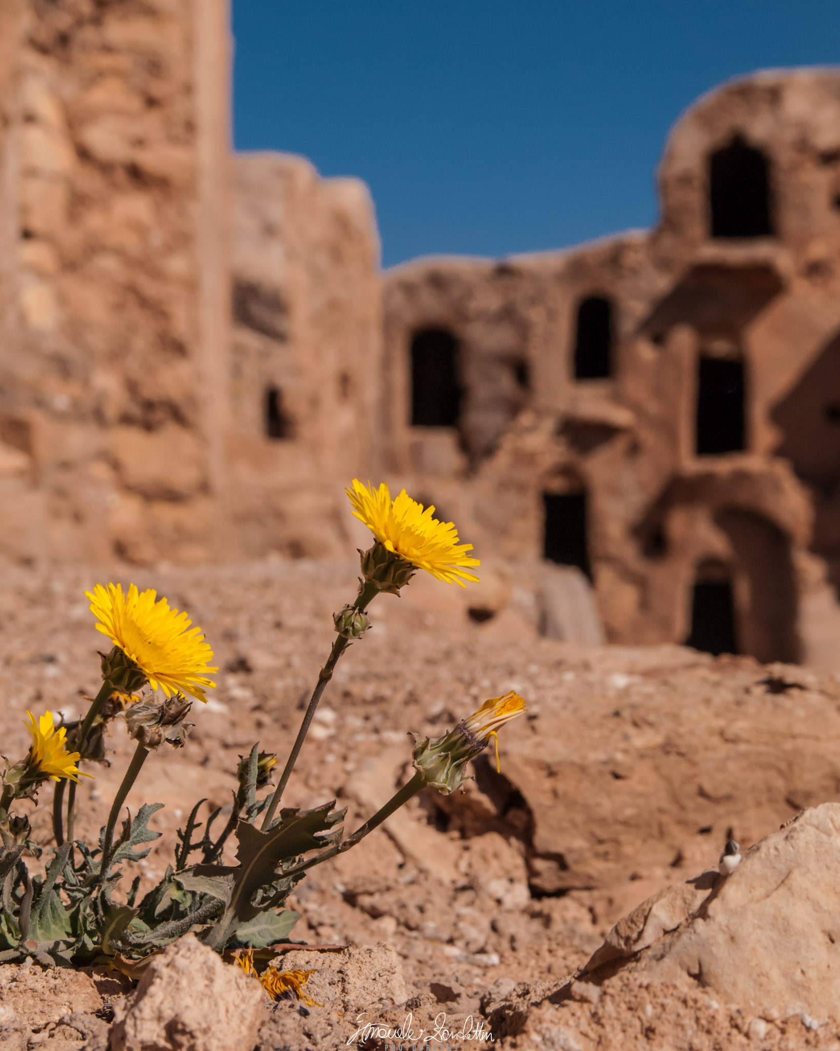 Yellow flowers grow among rough earth-coloured stones in front of a softly focused building with dark openings and a patch of blue sky.