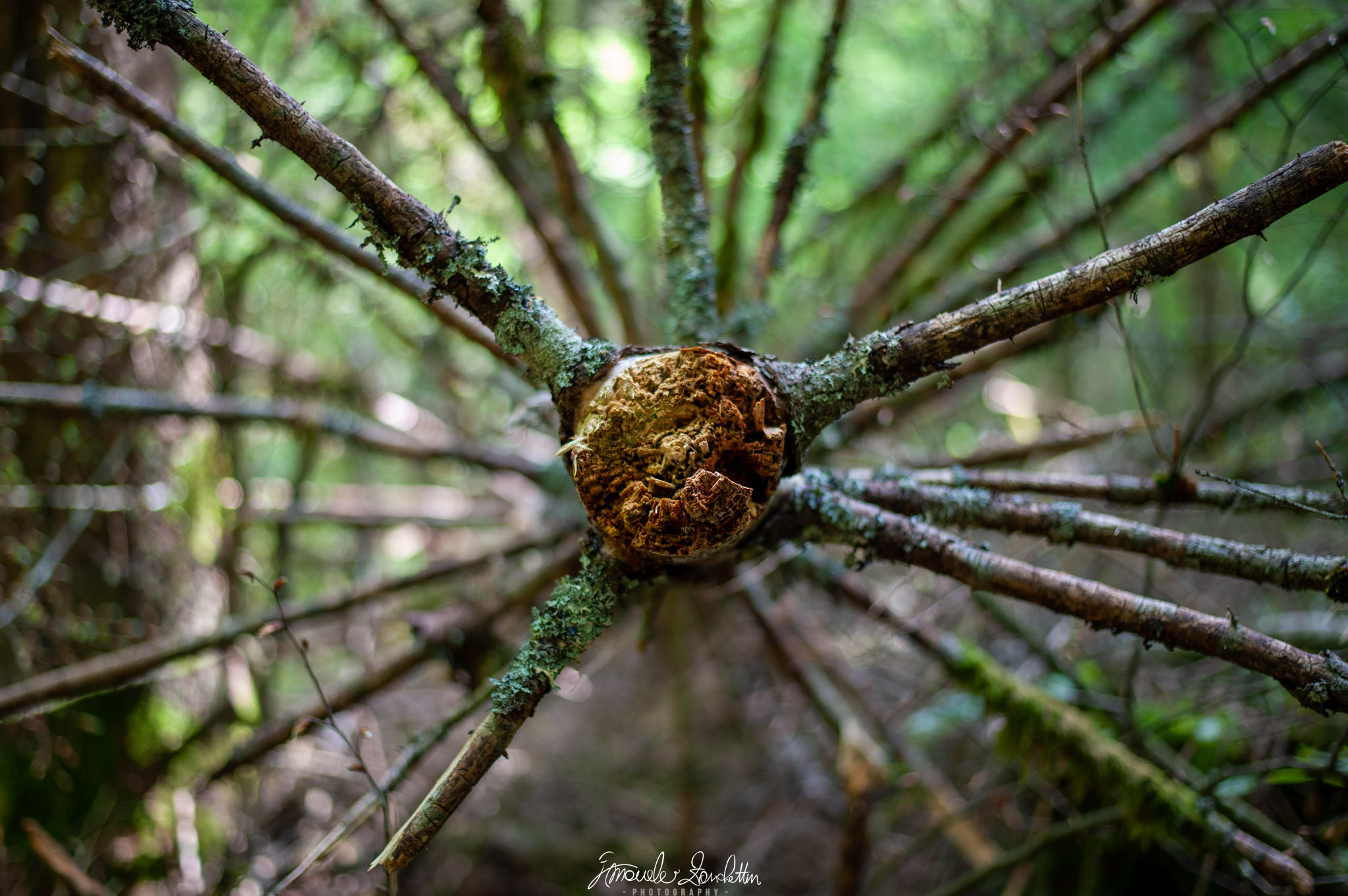 A cut wooden end sits near the centre, with rough branches radiating towards the edges against a soft green woodland background.