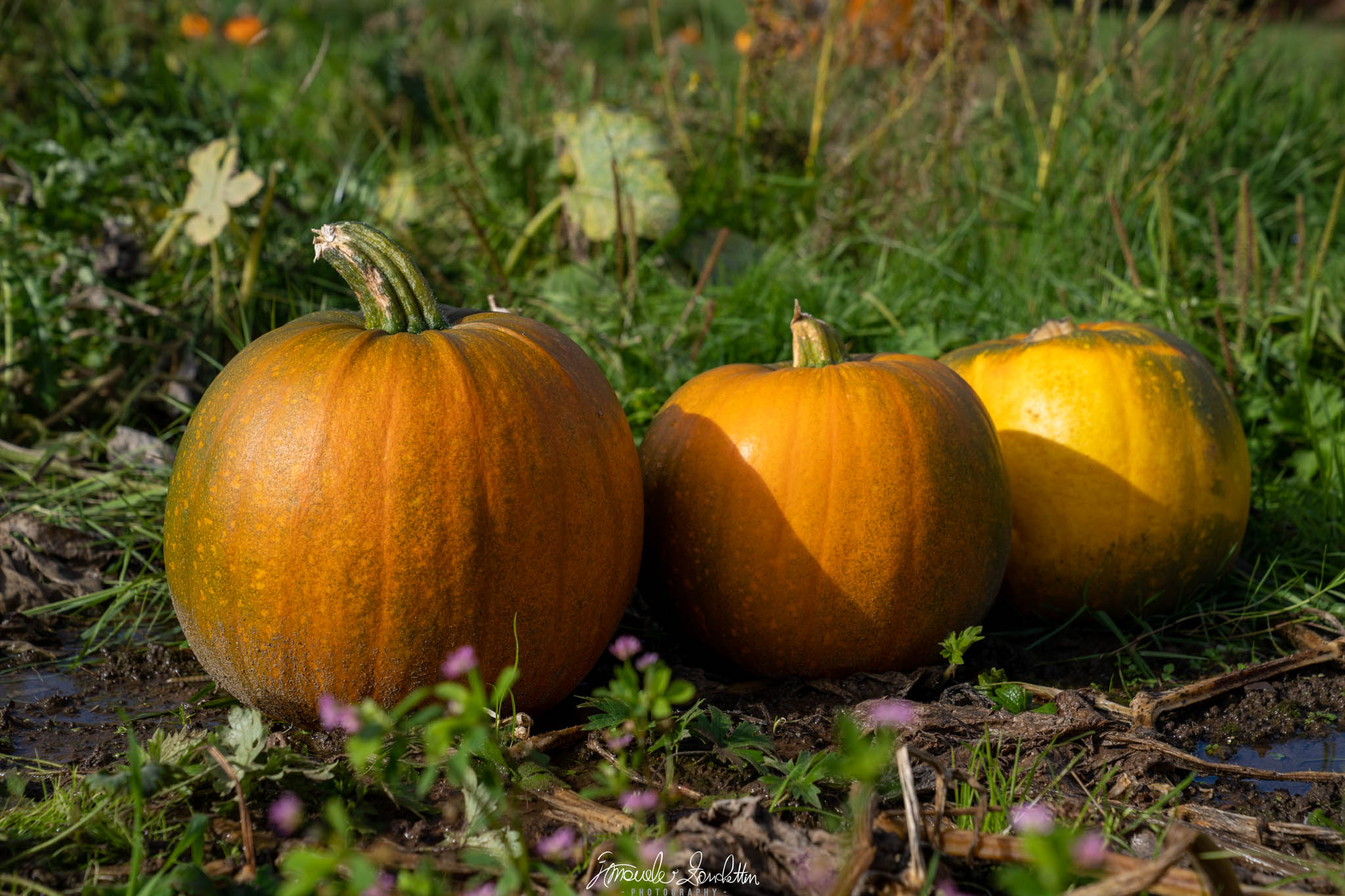 Tre zucche arancioni e gialle sono appoggiate tra erba e terreno irregolare, con ombre curve nette sulla zucca centrale e su quella posteriore.