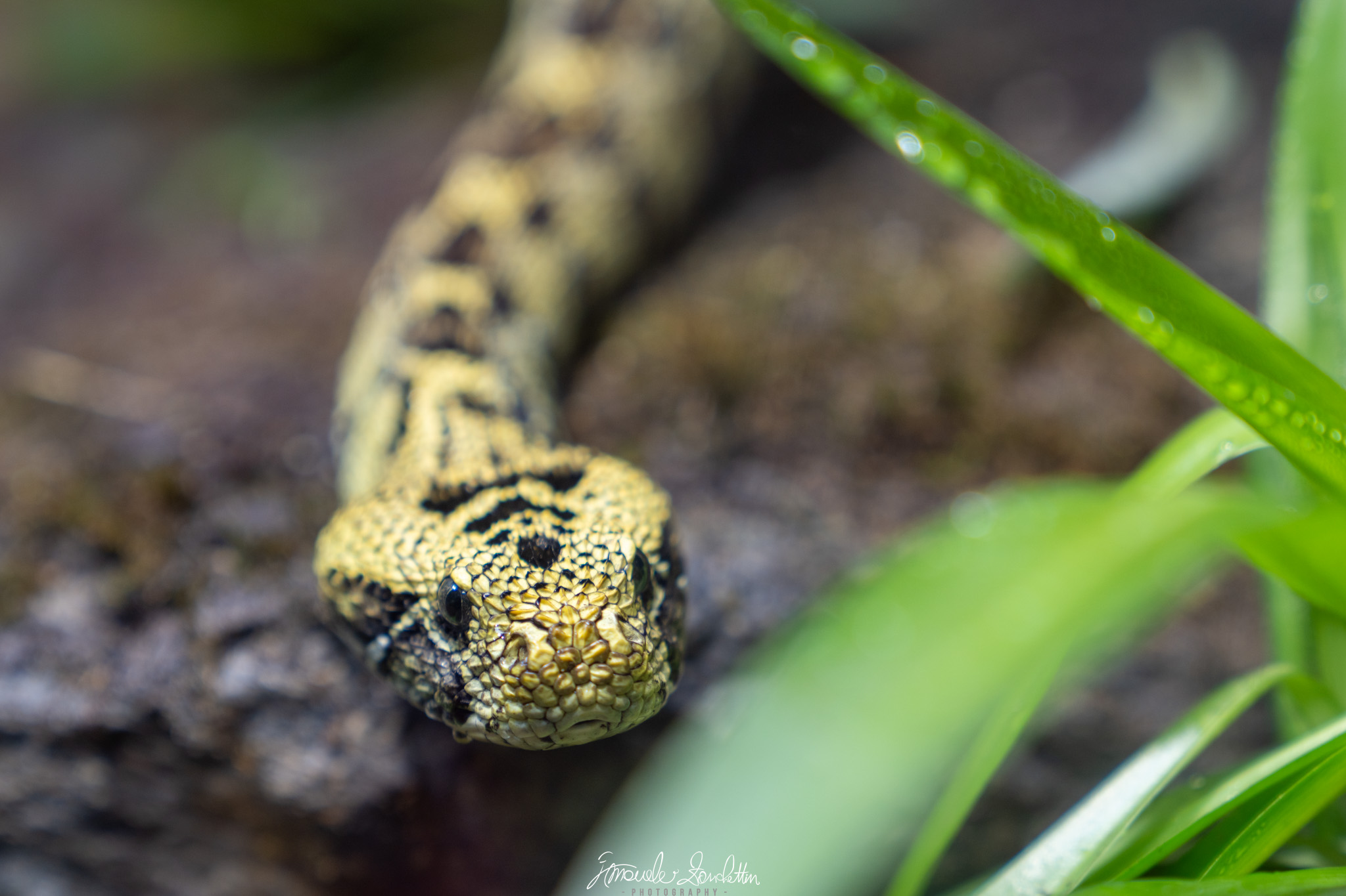 Un serpente con disegno giallo e nero guarda verso la fotocamera fra foglie verdi; la testa è dettagliata e il corpo più morbido continua verso l'alto dell'inquadratura.