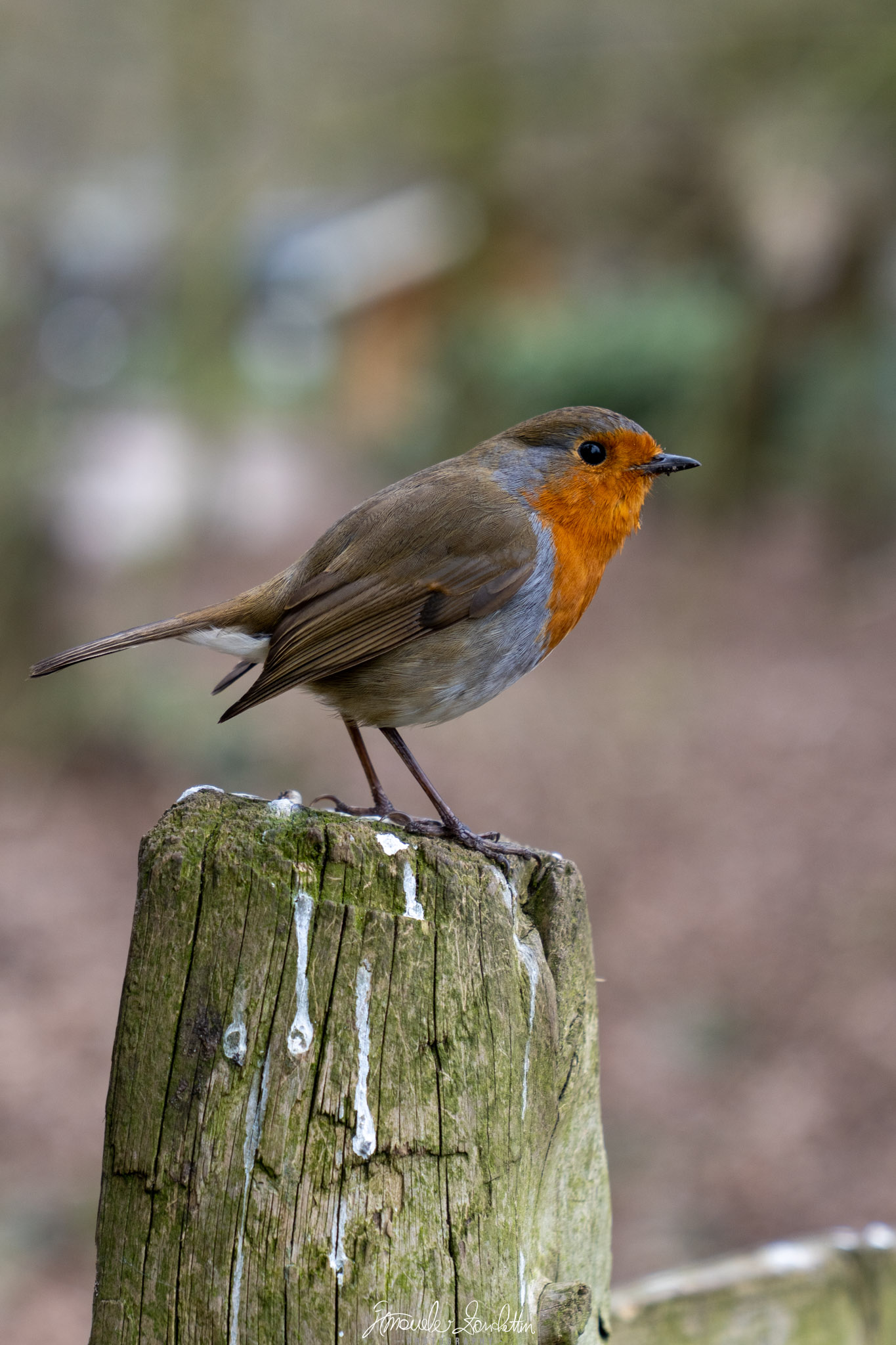 Un pettirosso rivolto a destra è posato su un palo di legno consumato; petto arancione e occhio scuro si distinguono da uno sfondo verde e marrone morbidamente sfocato.