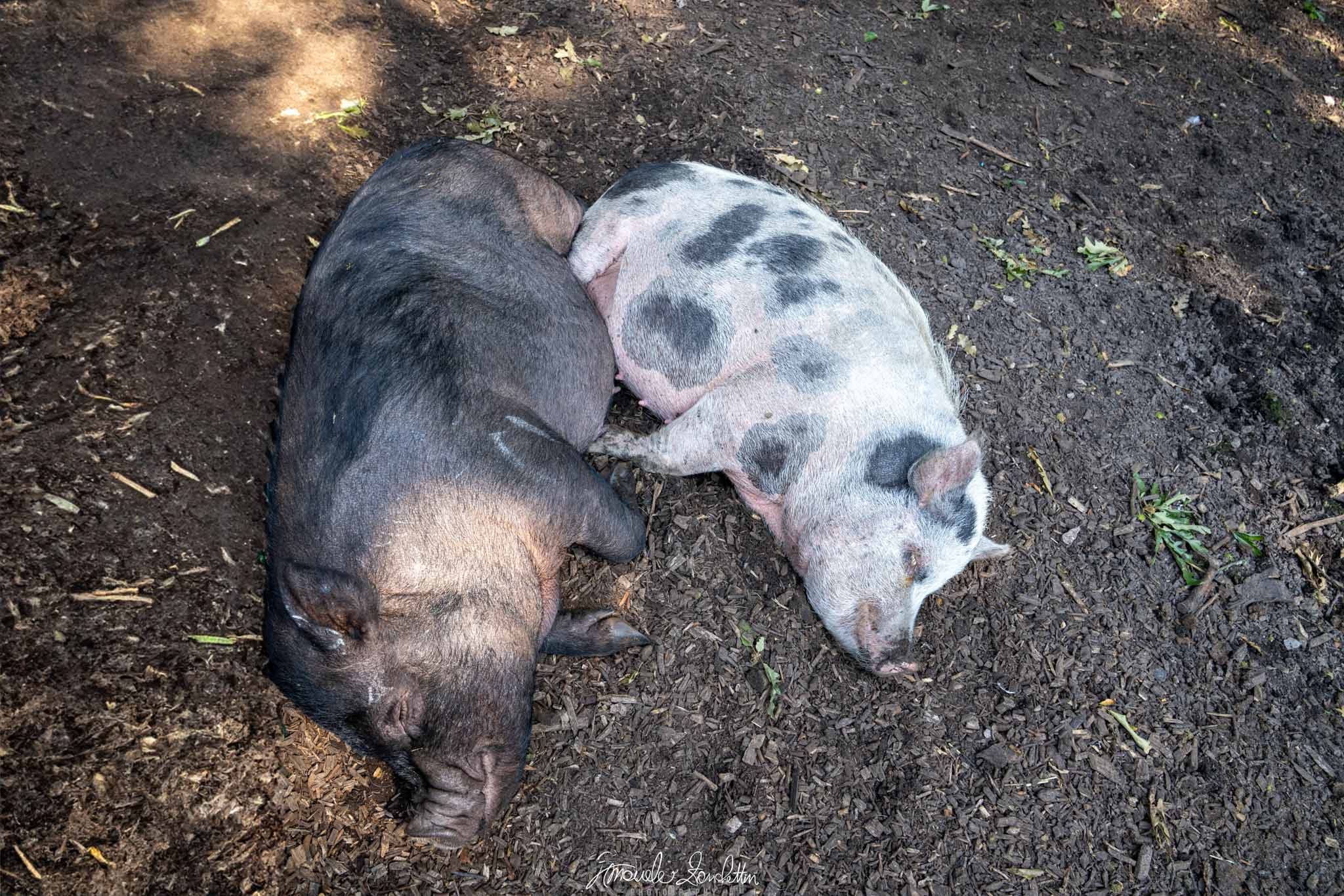 Un maiale scuro e uno chiaro maculato sono sdraiati vicini su terra strutturata, visti dall'alto con chiazze di sole sul terreno e sull'animale più scuro.