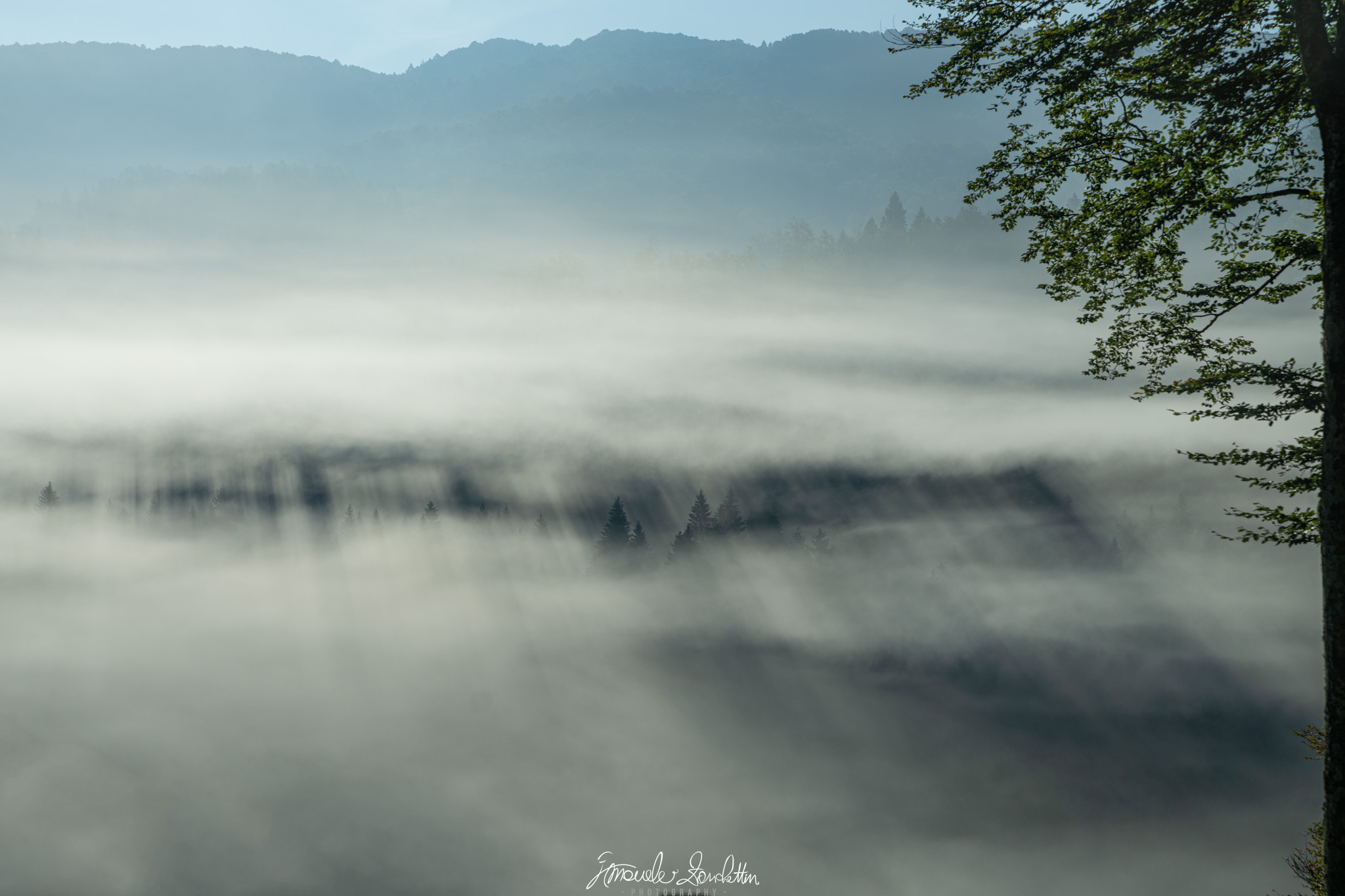 Fasce di nebbia chiara coprono una valle boscosa, con cime scure di conifere sotto rilievi azzurri lontani e un albero frondoso sul bordo destro.